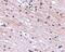 SATB Homeobox 1 antibody, PA5-20535, Invitrogen Antibodies, Immunohistochemistry frozen image 