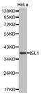 ISL LIM Homeobox 1 antibody, LS-C333947, Lifespan Biosciences, Western Blot image 