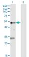 Glycine Receptor Alpha 1 antibody, H00002741-M02, Novus Biologicals, Western Blot image 