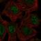 Serum/Glucocorticoid Regulated Kinase 2 antibody, HPA008859, Atlas Antibodies, Immunofluorescence image 