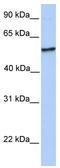 NudC Domain Containing 1 antibody, TA346649, Origene, Western Blot image 