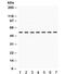 Adrenoceptor Alpha 1A antibody, R32076, NSJ Bioreagents, Western Blot image 