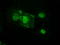 Mitogen-Activated Protein Kinase Kinase 4 antibody, LS-C784241, Lifespan Biosciences, Immunofluorescence image 