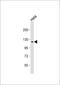 Sorting Nexin 13 antibody, 56-298, ProSci, Western Blot image 