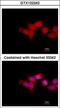 OTU Domain Containing 6B antibody, GTX122242, GeneTex, Immunofluorescence image 