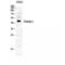 ST6 Beta-Galactoside Alpha-2,6-Sialyltransferase 1 antibody, LS-C382564, Lifespan Biosciences, Western Blot image 