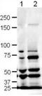 Slit Guidance Ligand 1 antibody, orb345498, Biorbyt, Western Blot image 