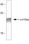 HRas Proto-Oncogene, GTPase antibody, 33-7200, Invitrogen Antibodies, Western Blot image 