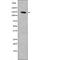 Platelet Derived Growth Factor Receptor Alpha antibody, abx217685, Abbexa, Western Blot image 