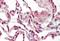 Serine And Arginine Rich Splicing Factor 9 antibody, A05860-1, Boster Biological Technology, Immunohistochemistry frozen image 