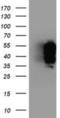 Trafficking From ER To Golgi Regulator antibody, NBP2-01438, Novus Biologicals, Western Blot image 