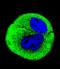 Coi antibody, LS-C166973, Lifespan Biosciences, Immunofluorescence image 