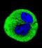 Mitochondrially Encoded Cytochrome C Oxidase I antibody, LS-C166973, Lifespan Biosciences, Immunofluorescence image 