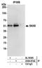 Sorting Nexin 8 antibody, A304-974A, Bethyl Labs, Immunoprecipitation image 