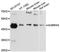 Gamma-Aminobutyric Acid Type A Receptor Alpha6 Subunit antibody, LS-C747830, Lifespan Biosciences, Western Blot image 