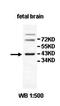 HCLS1 Binding Protein 3 antibody, orb77868, Biorbyt, Western Blot image 