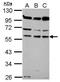 Coronin 1B antibody, PA5-30775, Invitrogen Antibodies, Western Blot image 