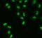 Apurinic/Apyrimidinic Endodeoxyribonuclease 1 antibody, FNab00480, FineTest, Immunofluorescence image 