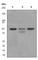 Programmed Cell Death 4 antibody, ab80590, Abcam, Western Blot image 