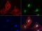 Galectin 3 antibody, LS-C796798, Lifespan Biosciences, Immunofluorescence image 