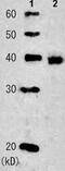 RAD51 Recombinase antibody, ab63801, Abcam, Western Blot image 