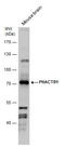 Phosphatase And Actin Regulator 1 antibody, GTX122251, GeneTex, Western Blot image 