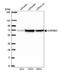 KH RNA Binding Domain Containing, Signal Transduction Associated 1 antibody, NBP2-38645, Novus Biologicals, Western Blot image 