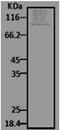 Heat shock protein Hsp90 antibody, 11142, QED Bioscience, Western Blot image 