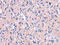 Ectonucleotide Pyrophosphatase/Phosphodiesterase 4 antibody, CSB-PA987804, Cusabio, Immunohistochemistry paraffin image 