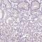 Claudin 17 antibody, NBP2-48838, Novus Biologicals, Immunohistochemistry paraffin image 