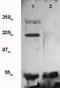 Kinase Insert Domain Receptor antibody, TA354661, Origene, Western Blot image 