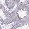 Phosphoglycerate Kinase 2 antibody, NBP2-68964, Novus Biologicals, Immunohistochemistry frozen image 