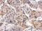 Leukocyte Immunoglobulin Like Receptor A4 antibody, NBP2-15012, Novus Biologicals, Immunohistochemistry frozen image 