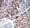 Prohibitin 2 antibody, PA1951, Boster Biological Technology, Immunohistochemistry frozen image 