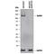 EPH Receptor B4 antibody, AF3038, R&D Systems, Western Blot image 