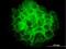 Tribbles Pseudokinase 3 antibody, H00057761-M03, Novus Biologicals, Immunofluorescence image 