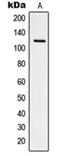 Protein Tyrosine Kinase 2 antibody, orb214479, Biorbyt, Western Blot image 