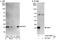 MYC Associated Factor X antibody, A302-866A, Bethyl Labs, Immunoprecipitation image 
