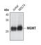 O-6-Methylguanine-DNA Methyltransferase antibody, PA5-17278, Invitrogen Antibodies, Western Blot image 