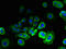 ER Membrane Protein Complex Subunit 6 antibody, LS-C376892, Lifespan Biosciences, Immunofluorescence image 