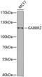 Gamma-Aminobutyric Acid Type B Receptor Subunit 2 antibody, 22-338, ProSci, Western Blot image 