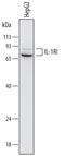 Interleukin 1 Receptor Type 1 antibody, MAB2691, R&D Systems, Western Blot image 