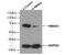 SMAD Family Member 4 antibody, 51144-1-AP, Proteintech Group, Western Blot image 