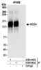Solute Carrier Family 12 Member 7 antibody, A304-442A, Bethyl Labs, Immunoprecipitation image 