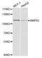 Bone Morphogenetic Protein Receptor Type 2 antibody, abx004334, Abbexa, Western Blot image 