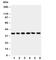 Ubiquitin-conjugating enzyme E2 R1 antibody, R30516, NSJ Bioreagents, Western Blot image 
