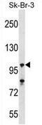 Ubiquitin carboxyl-terminal hydrolase 16 antibody, AP54487PU-N, Origene, Western Blot image 