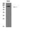 Villin 1 antibody, STJ98578, St John