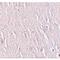 Zinc Finger And BTB Domain Containing 5 antibody, LS-C144305, Lifespan Biosciences, Immunohistochemistry frozen image 