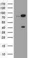 Calpain 2 antibody, NBP2-46063, Novus Biologicals, Western Blot image 